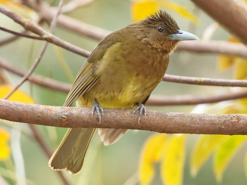 Bulbul di Camiguin, Foto 3