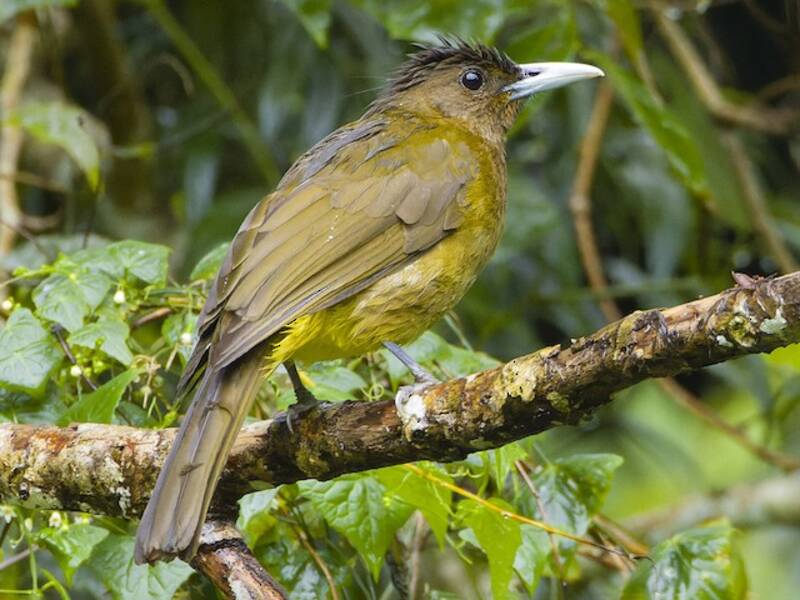 Bulbul di Camiguin