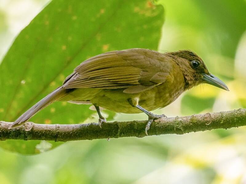 Bulbul di Camiguin, Foto 2