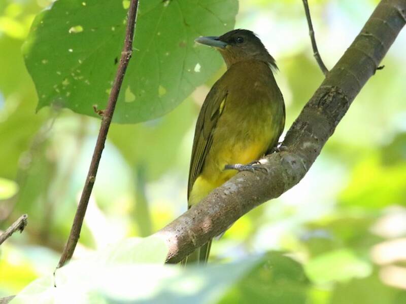 Bulbul di Camiguin, Foto 4