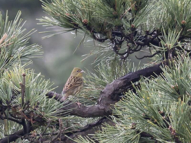 Zigolo giallo, Foto 4