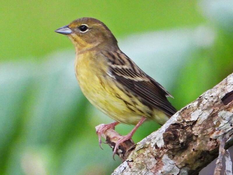 Zigolo giallo