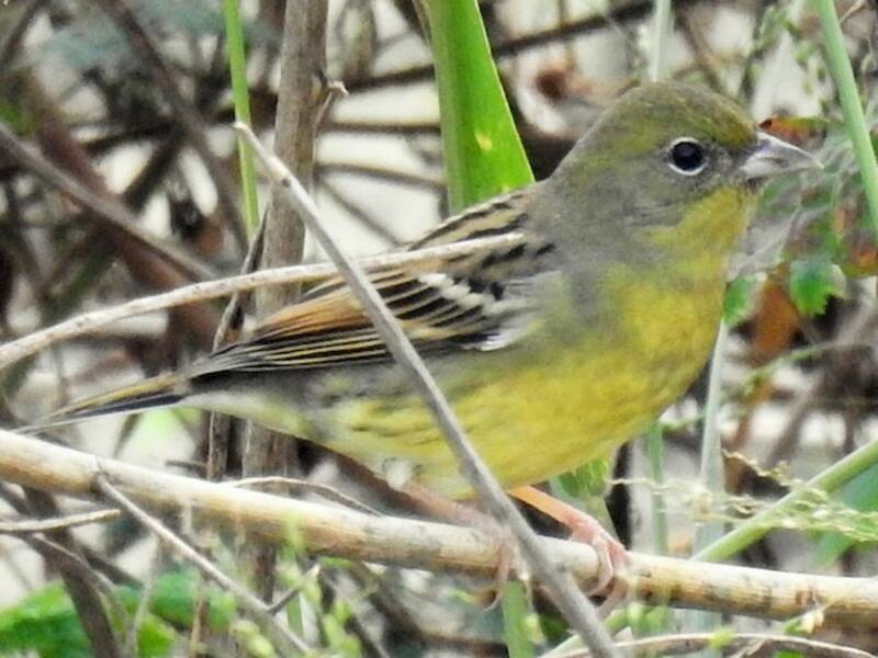 Zigolo giallo, Foto 2