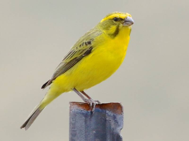 Serin à ventre jaune, Photos 4