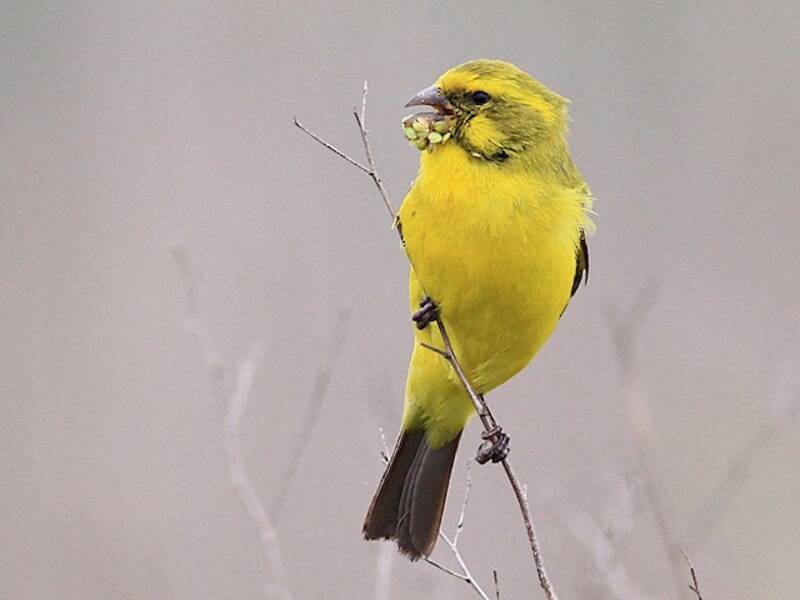 Serin à ventre jaune, Photos 2