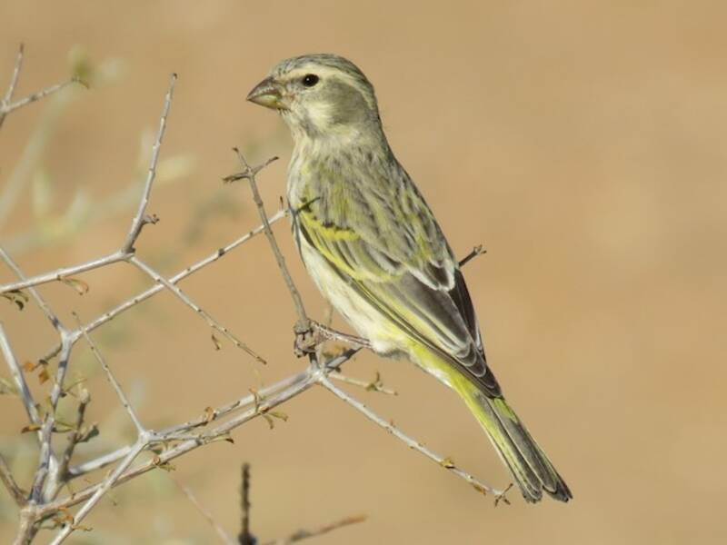 Serin à ventre jaune, Photos 3