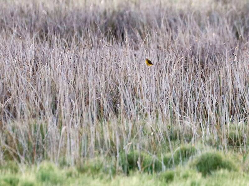 Yellow Chat