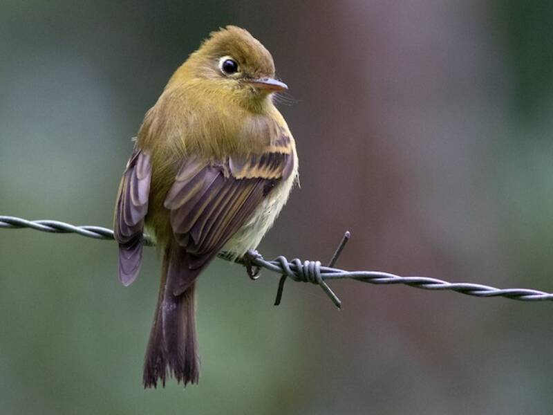 Gelblicher Fliegenschnäpper, Fotos 4