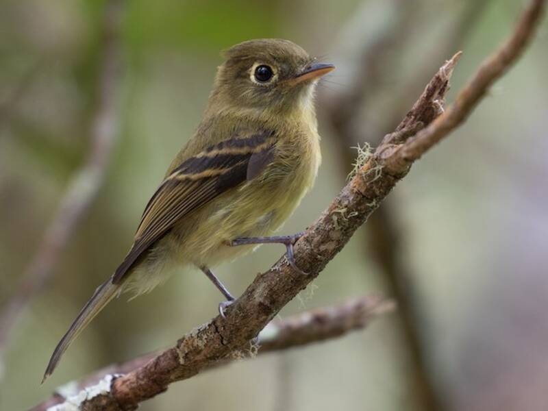 Yellowish Flycatcher