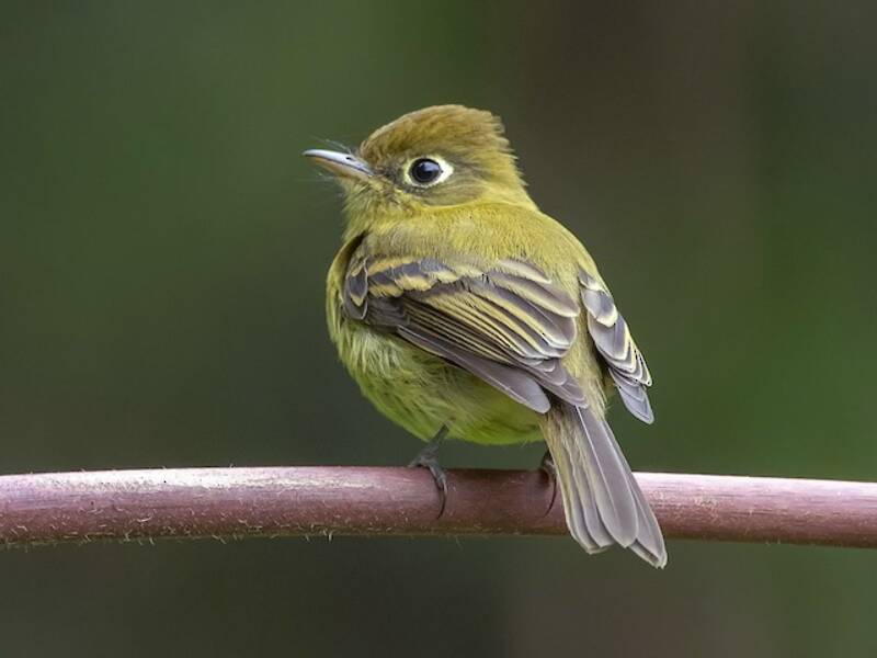 Gelblicher Fliegenschnäpper, Fotos 3