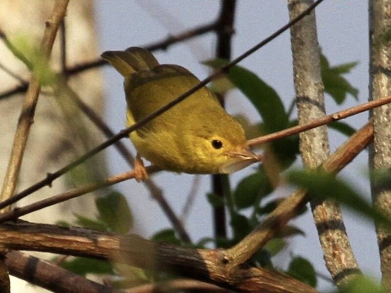 Yellow Flycatcher