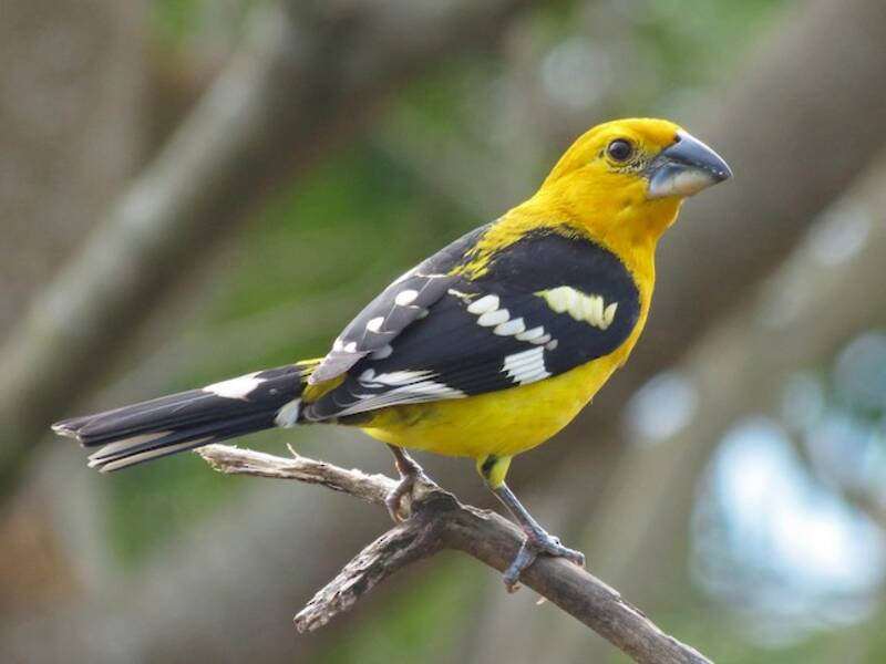 Yellow Grosbeak, 照片 3