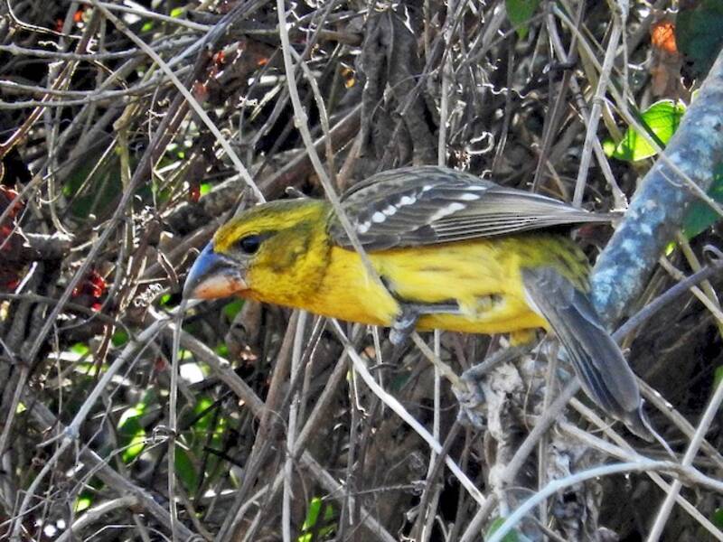 Yellow Grosbeak, 照片 2