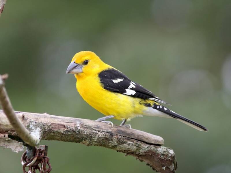 Yellow Grosbeak, 照片 4