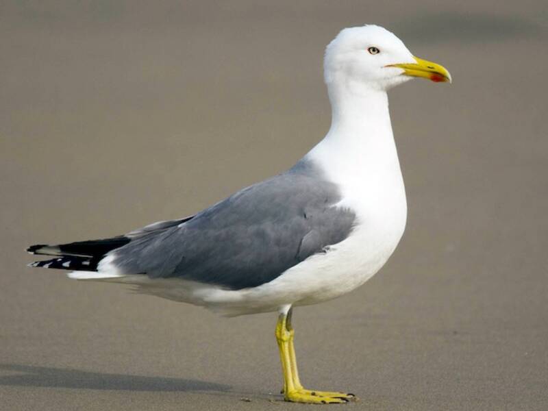 Yellow-legged Gull