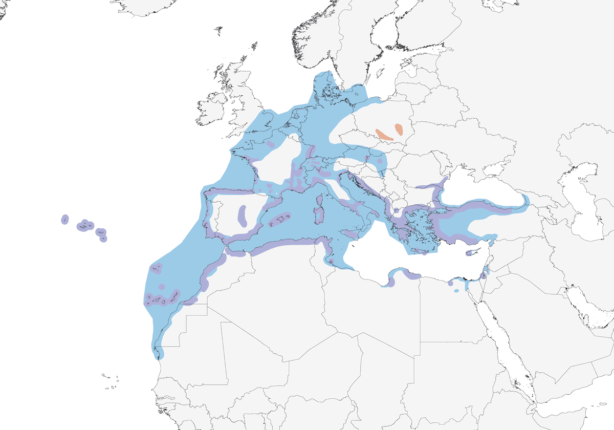 Gabbiano zampe gialle, Distribuzione 1