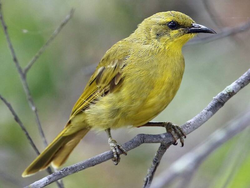 Melifago giallo, Foto 2