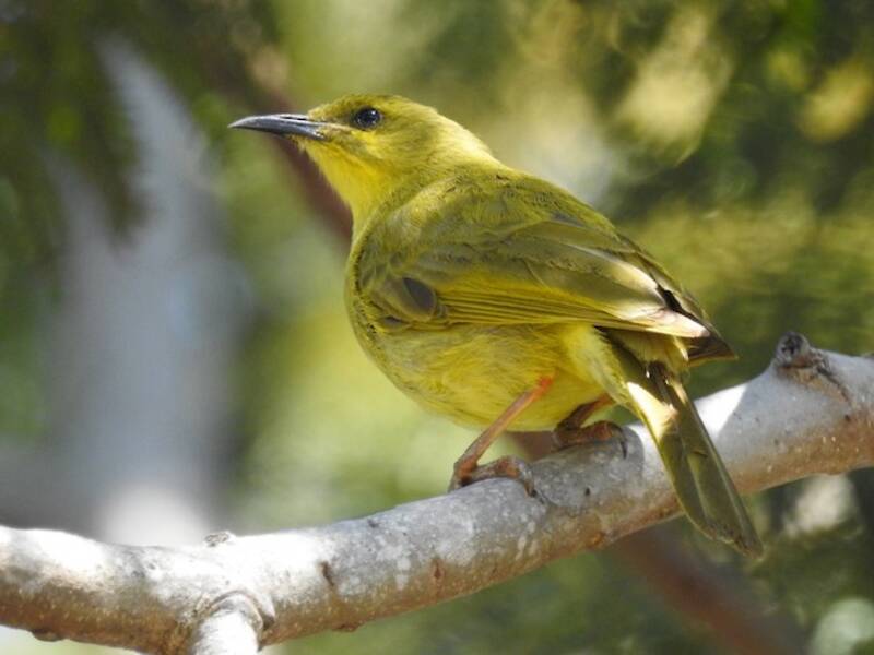 Melifago giallo, Foto 4