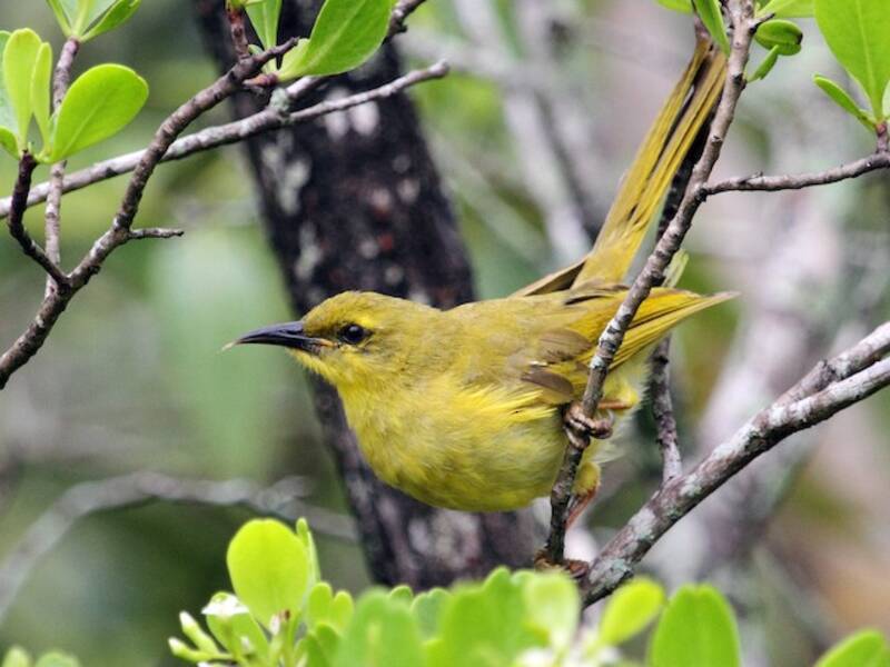 Melifago giallo, Foto 3