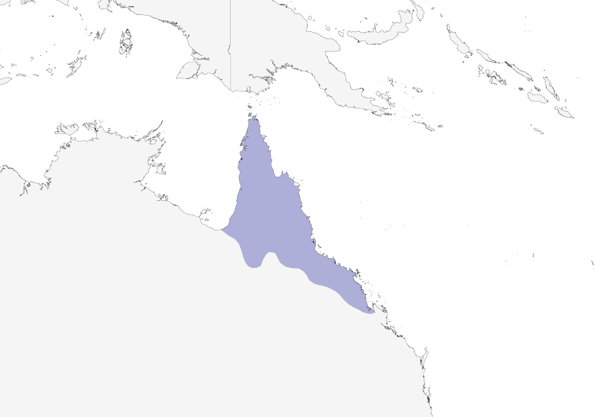 Melifago giallo, Distribuzione 1