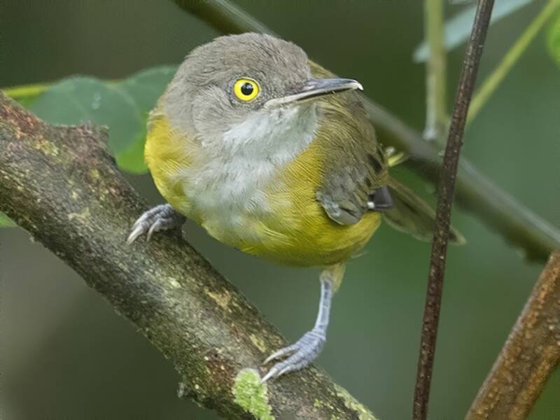 Yellow Longbill, Photos 2