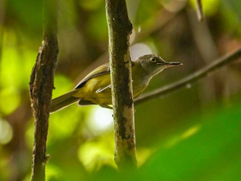 Yellow Longbill, Photos 3