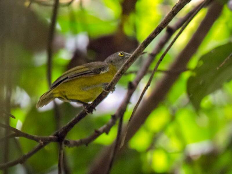 Yellow Longbill, Photos 4