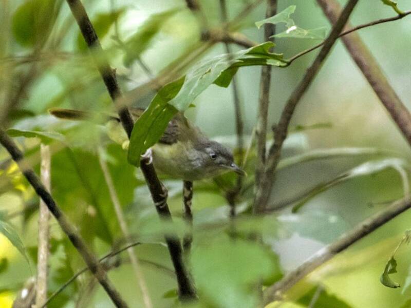Yellow Longbill