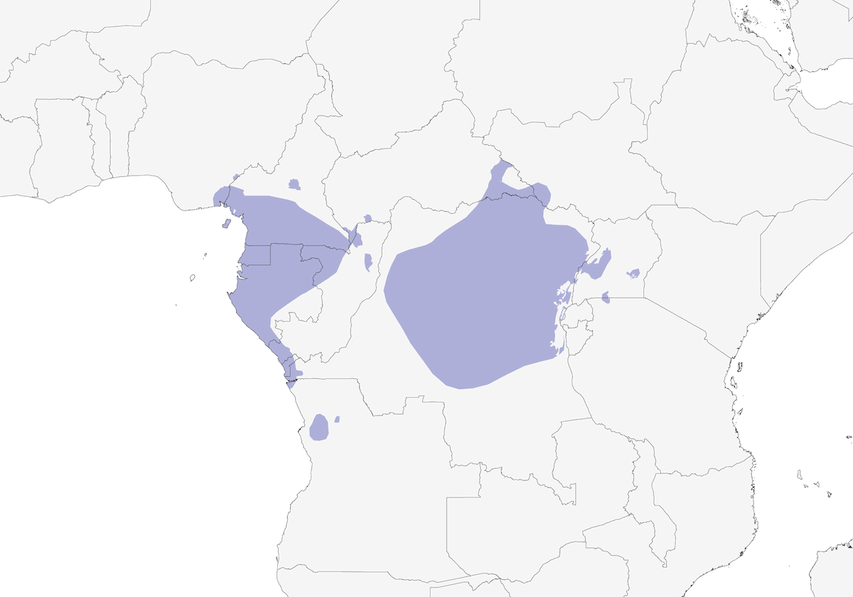 Yellow Longbill, Distribution 1