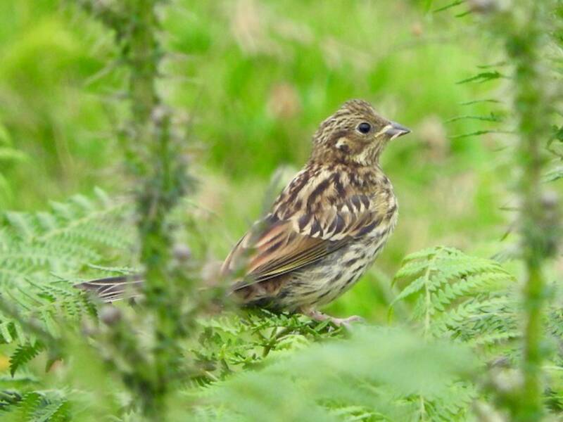 Yellowhammer (Emberiza citrinella)