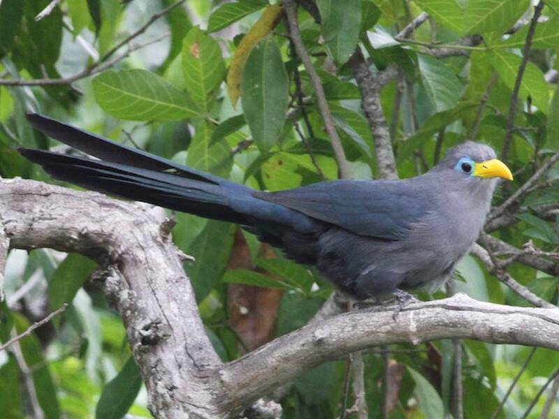Malcoha blu, Foto 4