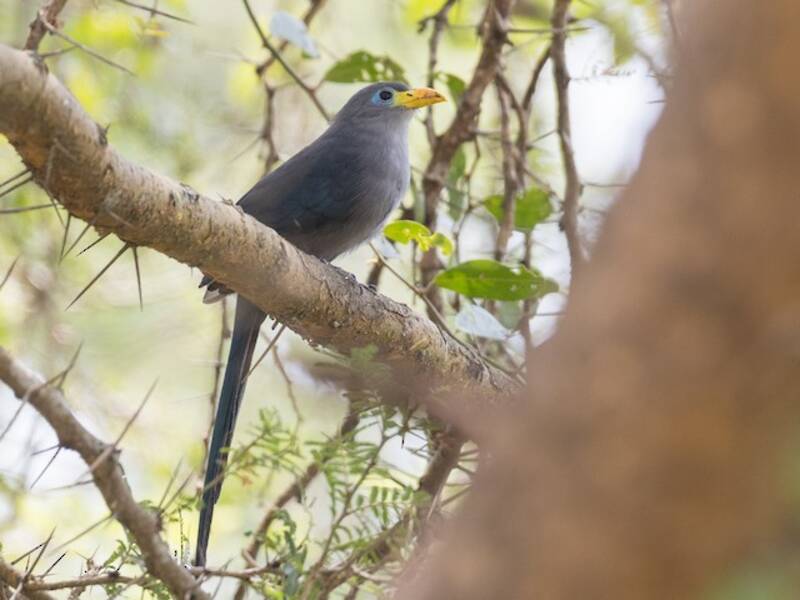 Malcoha blu, Foto 2