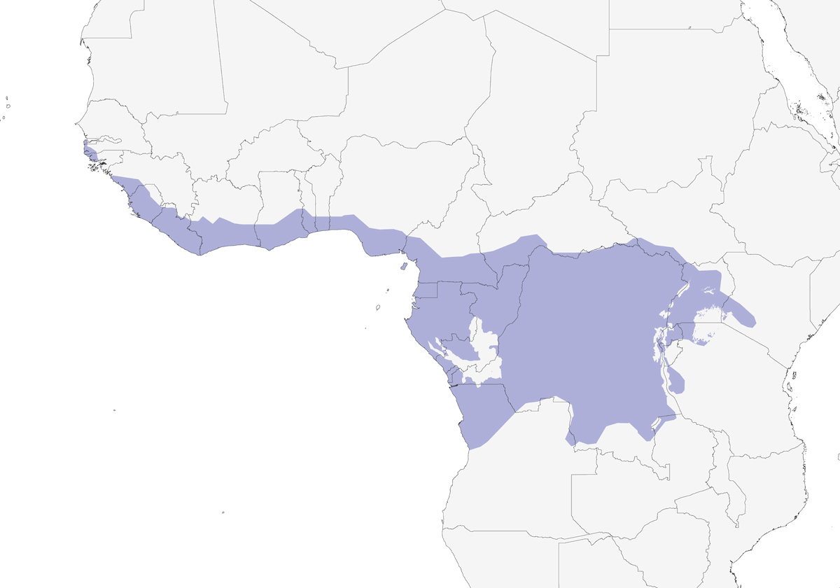 Malcoha blu, Distribuzione 1