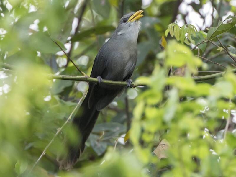 Grüner Malkoha, Fotos 3
