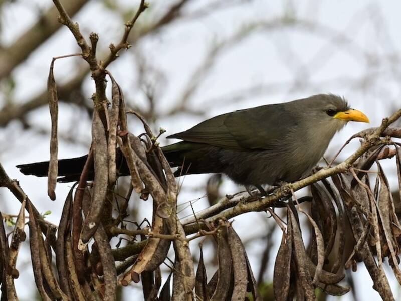 Grüner Malkoha, Fotos 2