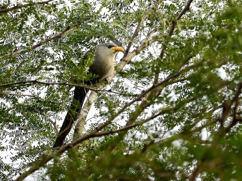 Grüner Malkoha, Fotos 4