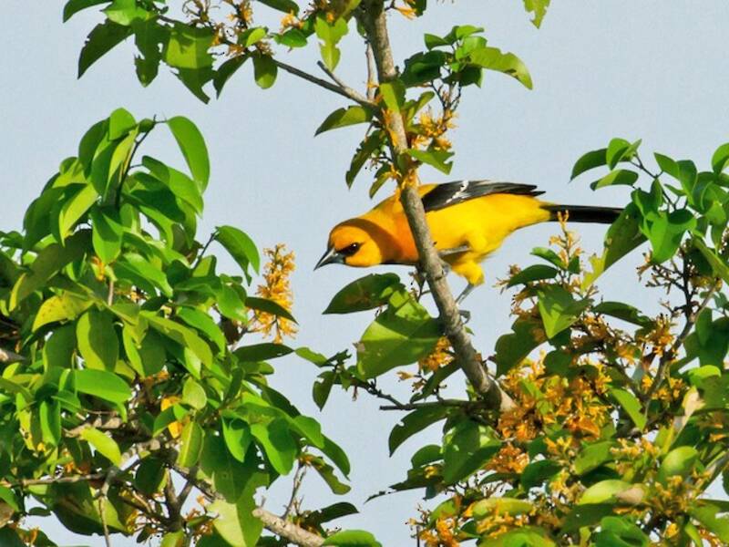 Turpial Amarillo, Fotos 4