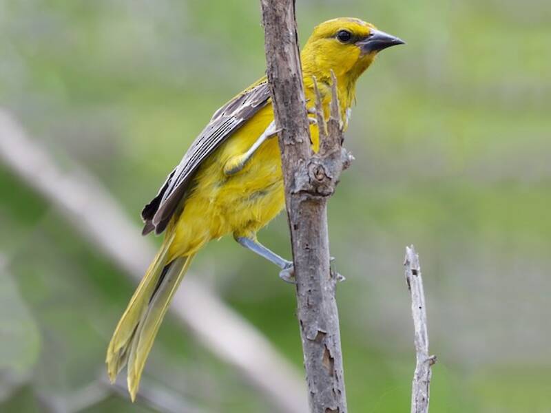 Turpial Amarillo, Fotos 3