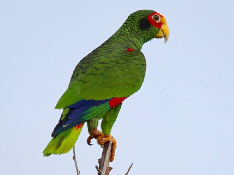 Yellow-lored Amazon, Photos 3