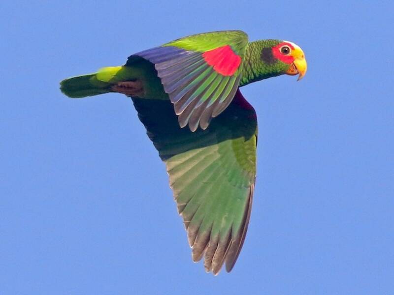 Yellow-lored Amazon, Photos 4