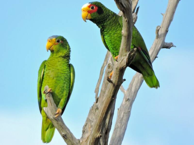 Yellow-lored Amazon