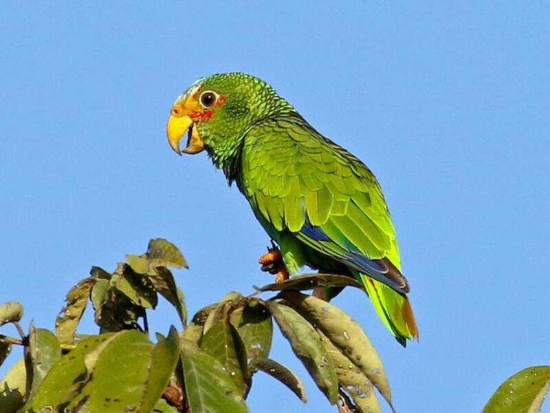 Yellow-lored Amazon, Photos 2