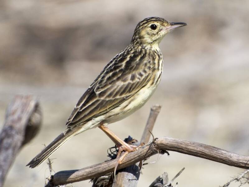 Yellowish Pipit, 照片 3