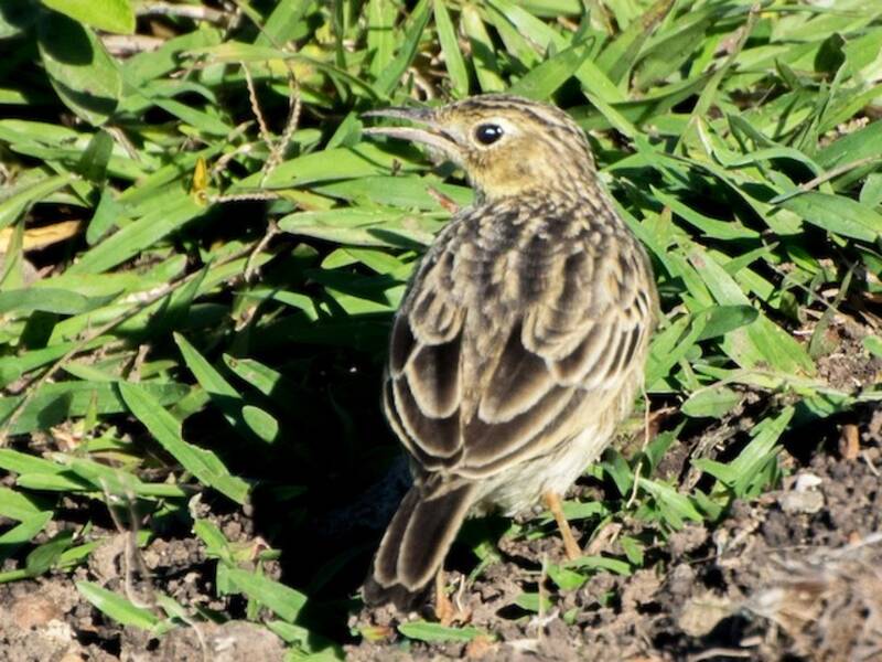 Yellowish Pipit, 照片 4