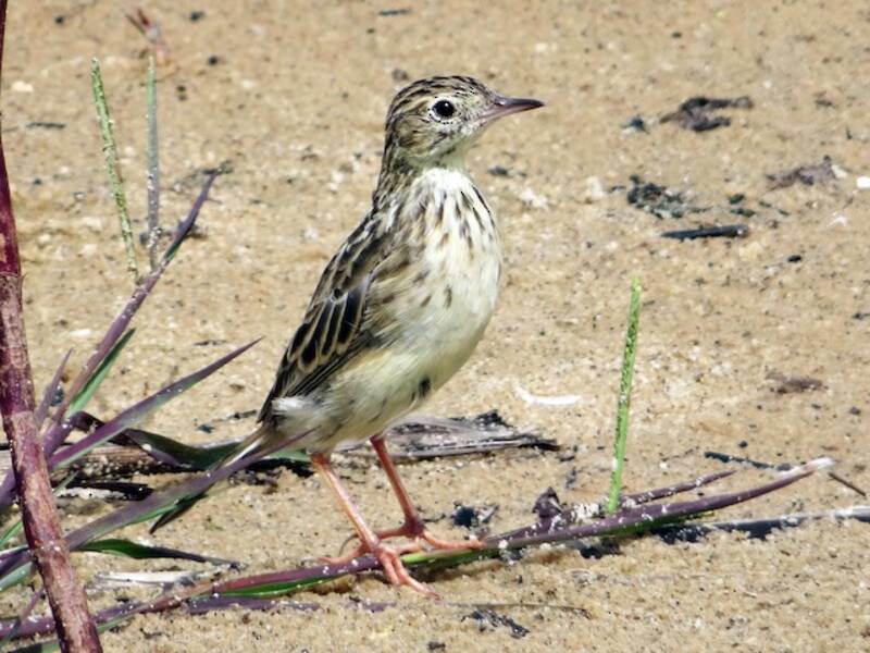 Yellowish Pipit, 照片 2