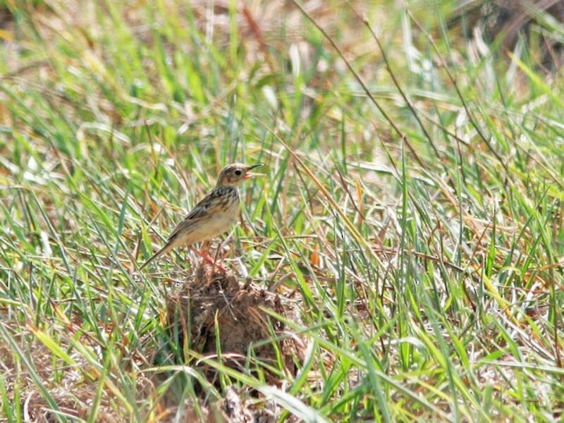 Yellowish Pipit