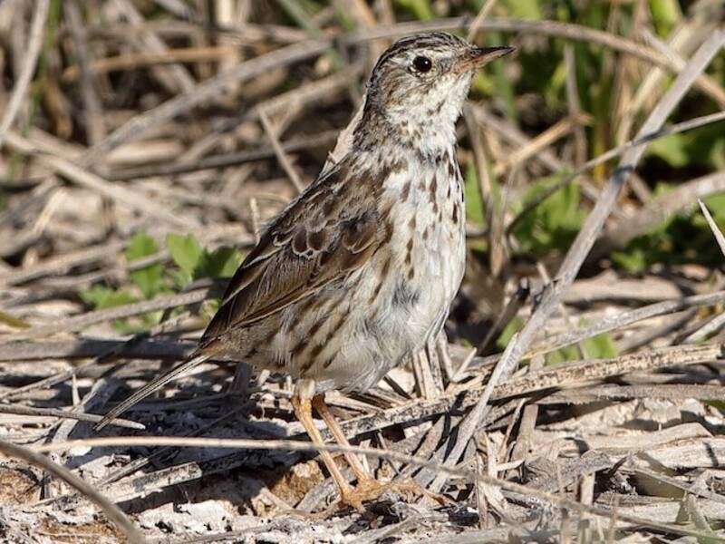 Pipit du Pérou, Photos 4