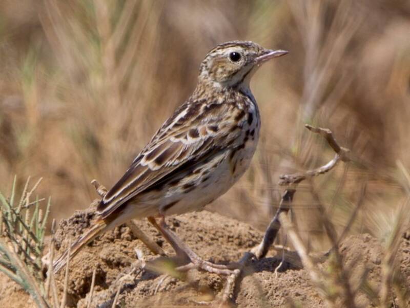 Pipit du Pérou, Photos 2