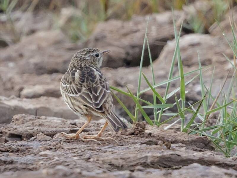 Pipit du Pérou, Photos 3