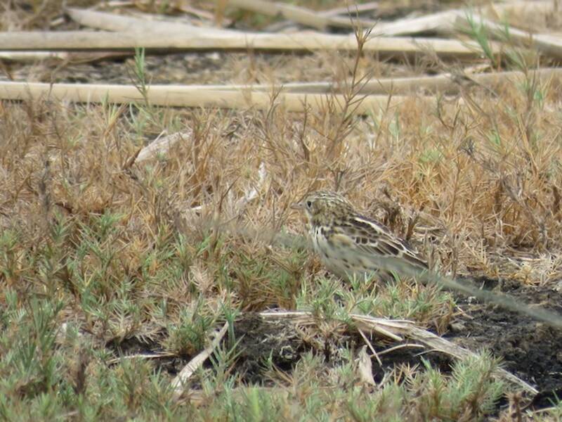 Pipit du Pérou
